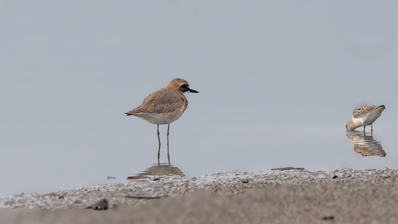 Greater Sand-Plover